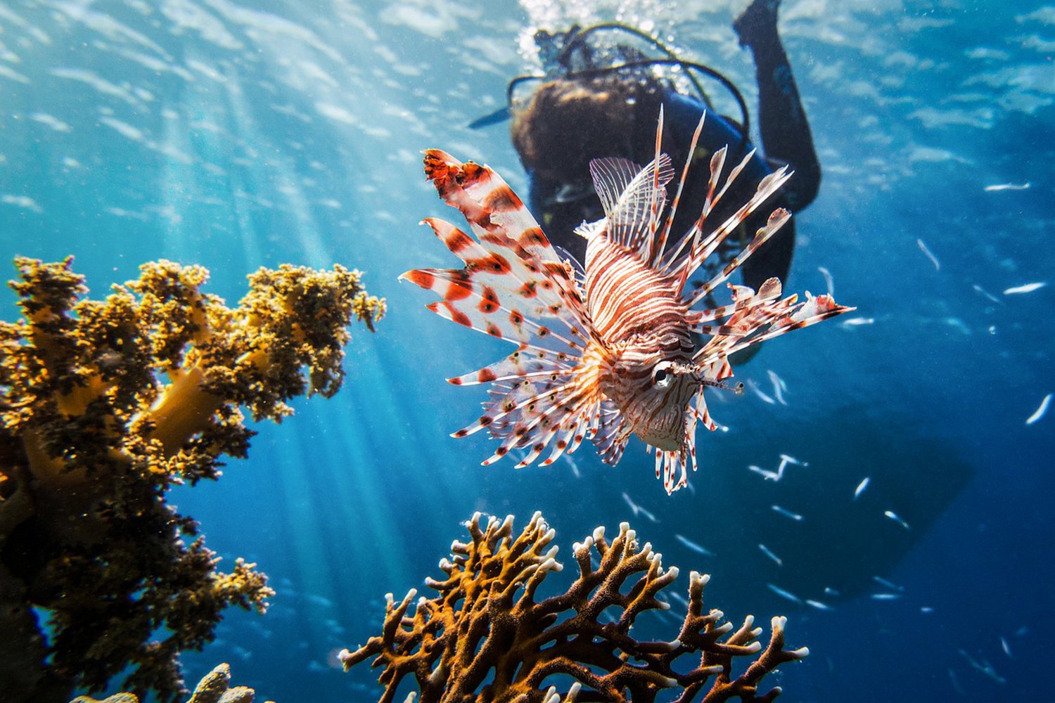 Diving in Egypt